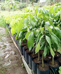 jual bibit kelengkeng puangray murah Banjarmasin