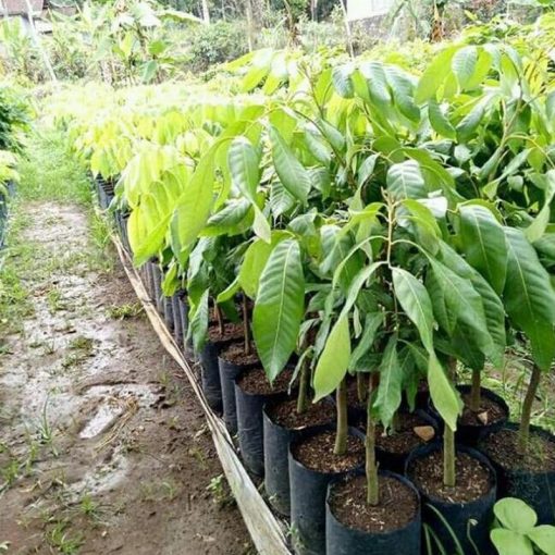 jual bibit kelengkeng puangray murah Banjarmasin