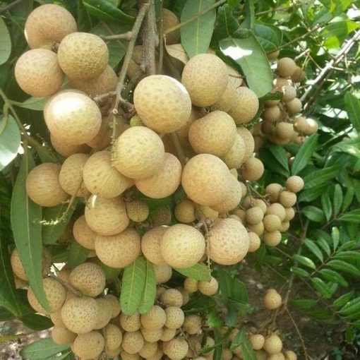 jual bibit kelengkeng puangray murah Jakarta Timur