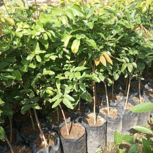 jual bibit kelengkeng puangray murah Tolikara