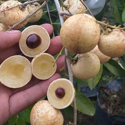 jual bibit kelengkeng puangray Palangka Raya