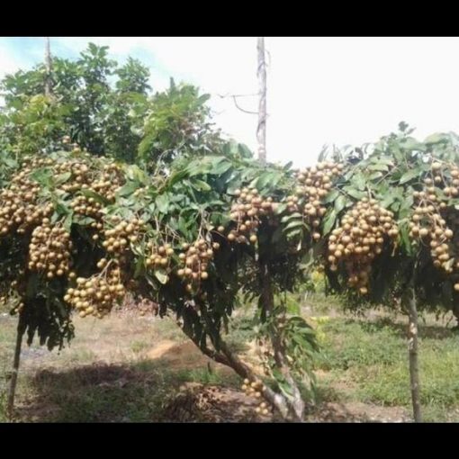 jual bibit kelengkeng puangray stek atau okulasi cepat berbuah Depok