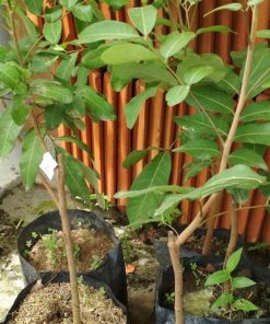 jual bibit kelengkeng puangray stek atau okulasi cepat berbuah Gowa
