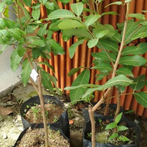 jual bibit kelengkeng puangray stek atau okulasi cepat berbuah Gowa