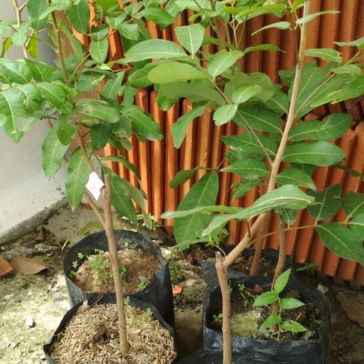 jual bibit kelengkeng puangray stek atau okulasi cepat berbuah Pasaman Barat
