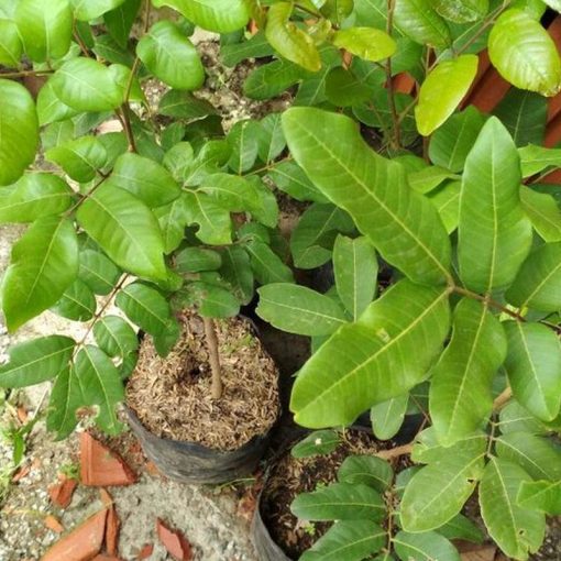 jual bibit kelengkeng puangray stek atau okulasi cepat berbuah Tasikmalaya