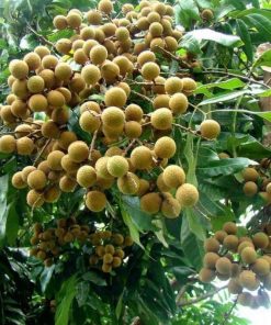 jual bibit klengkeng aroma durian bisa di tanam dalam Soppeng