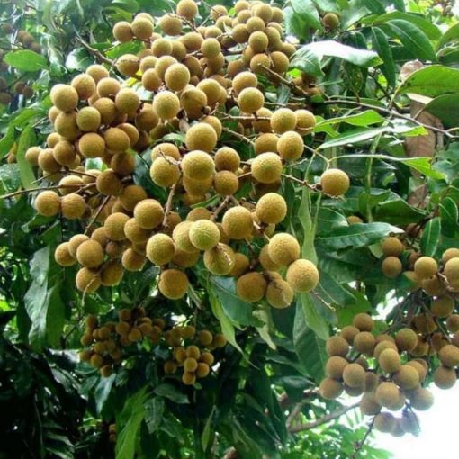 jual bibit klengkeng aroma durian bisa di tanam dalam Soppeng