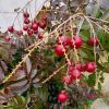jual bibit klengkeng merah Aceh Utara