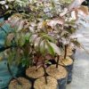 jual bibit klengkeng merah grade Halmahera Utara