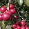 jual bibit klengkeng merah Halmahera Timur
