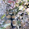 jual bibit klengkeng merah Karangasem