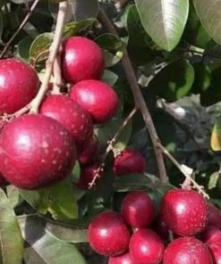 jual bibit klengkeng merah kelengkeng harga Lingga