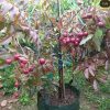 jual bibit klengkeng merah Sorong