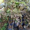 jual bibit klengkeng merah sudah berbunga Padang