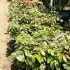 jual bibit klengkeng merah super cepat berbuah Bau-Bau