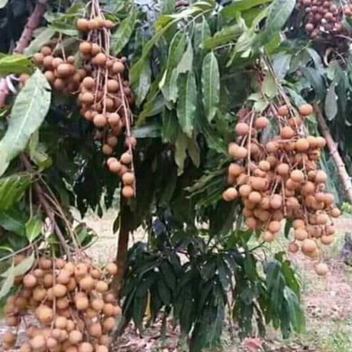 jual bibit klengkeng new cristal okulasi cepat berbuah Musi Rawas Utara