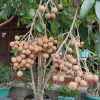 jual bibit klengkeng puangray unggul super rajin berbuah lebat dan berdaging tebal Situbondo