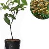jual bibit lengkeng aroma durian okulasi atau cangkok pohon Simeulue