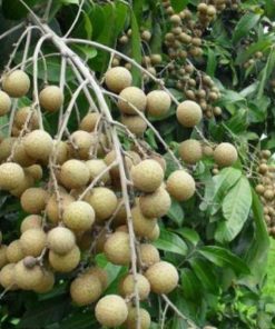 jual bibit lengkeng itoh super cepat berbuah Merauke