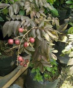 jual bibit lengkeng merah okulasi cepat buah Mojokerto