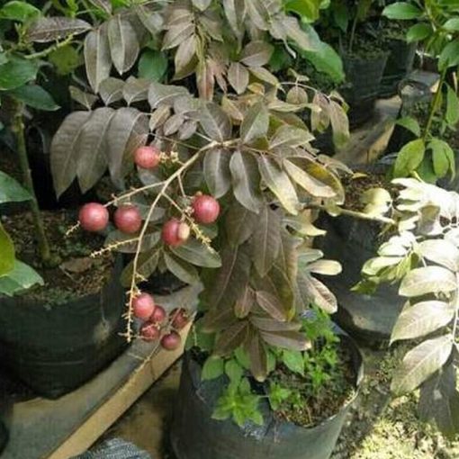 jual bibit lengkeng merah okulasi cepat buah Mojokerto