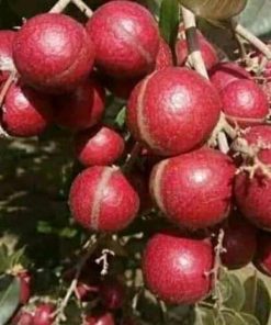 jual bibit lengkeng merah okulasi cepat buah Tanjung Jabung Timur