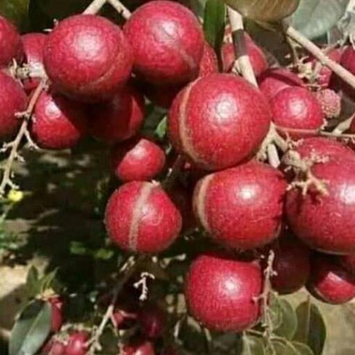 jual bibit lengkeng merah okulasi cepat buah Tanjung Jabung Timur