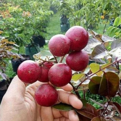 jual bibit lengkeng merah okulasi Pekanbaru