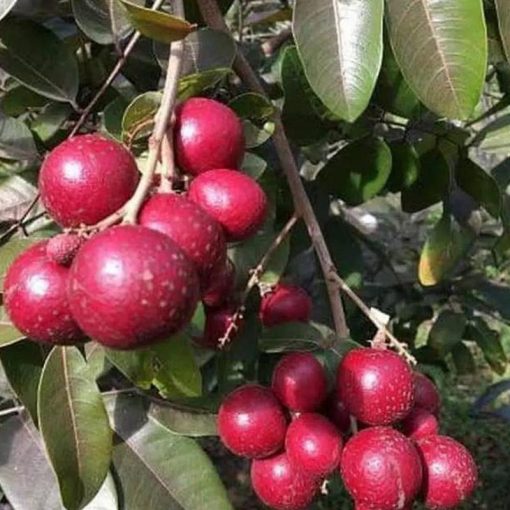 jual bibit lengkeng merah super cepat berbuah Bangka Barat