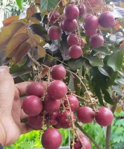 jual bibit lengkeng merah super cepat berbuah Sarolangun