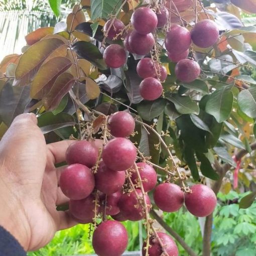 jual bibit lengkeng merah super cepat berbuah Sarolangun