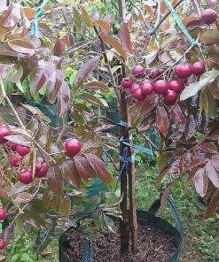 jual bibit lengkeng merah super cepat berbuah Sumba Timur