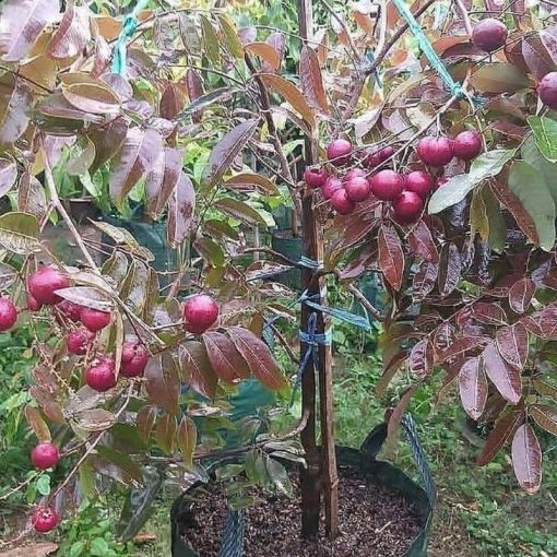 jual bibit lengkeng merah super cepat berbuah Sumba Timur