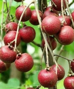 jual bibit lengkeng merah super cepat berbuah Tapanuli Utara