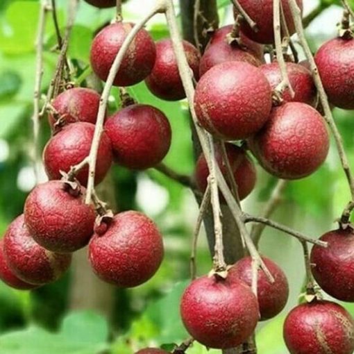 jual bibit lengkeng merah super cepat berbuah Tapanuli Utara