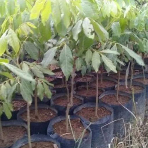 jual bibit lengkeng new kateki kistal cepat berbuah cocok di kebunkan Minahasa