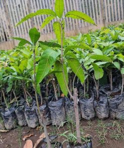 jual bibit mangga afrika Padang Lawas Utara