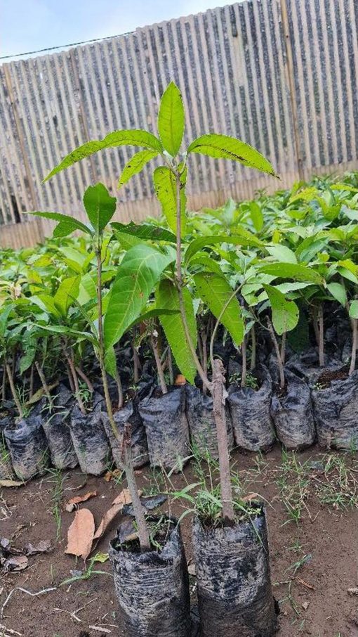 jual bibit mangga afrika Padang Lawas Utara