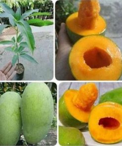 jual bibit mangga alpukat super manis bisatambulapot Minahasa Tenggara