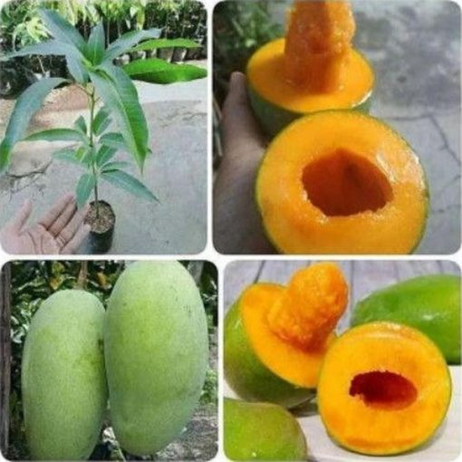 jual bibit mangga alpukat super manis bisatambulapot Minahasa Tenggara