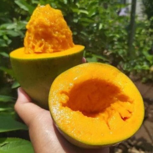 jual bibit mangga alpukat super manis bisatambulapot Supiori