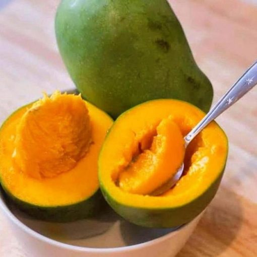 jual bibit mangga alpukat super manis bisatambulapot Tolikara