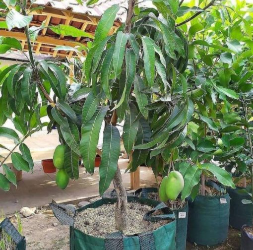 jual bibit mangga alpukat super manis tinggi 70 90cm Pekanbaru