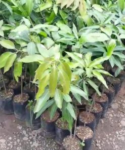 jual bibit mangga alpukat super manis tinggi 70 90cm Sukabumi