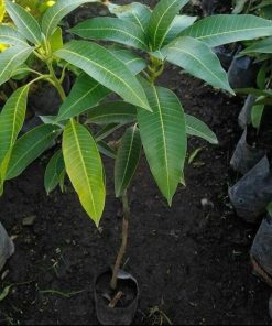 jual bibit mangga alpukat super manis tinggi 70 90cm Tangerang Selatan