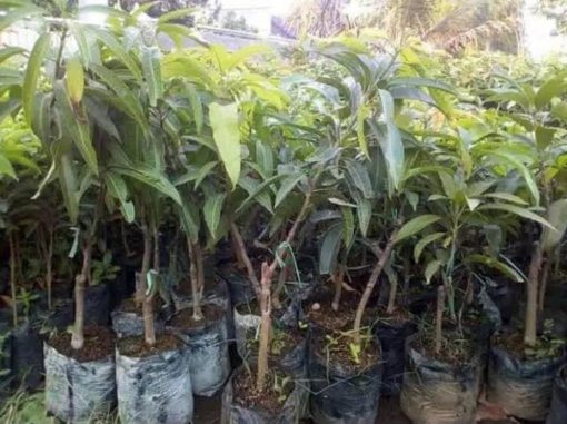 jual bibit mangga alpukat super murah Minahasa