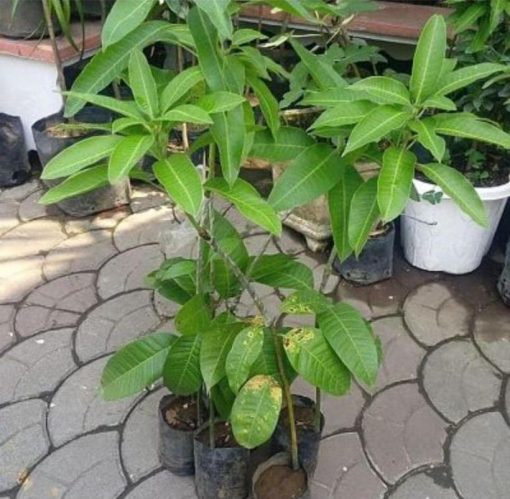 jual bibit mangga alpukat super murah Tanah bumbu