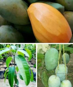 jual bibit mangga arumanis Natuna