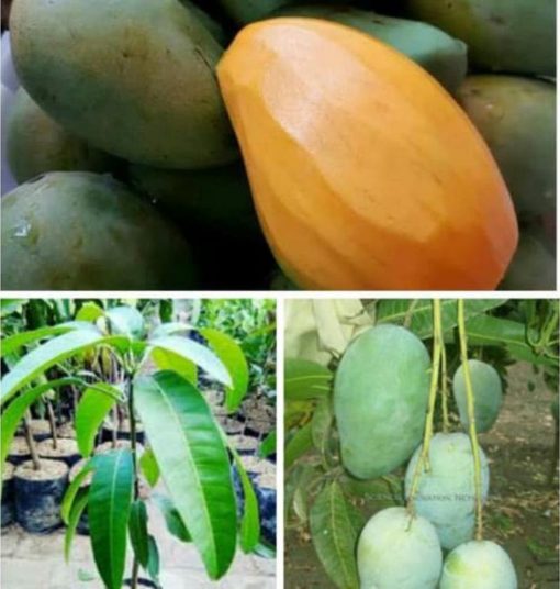 jual bibit mangga arumanis Natuna